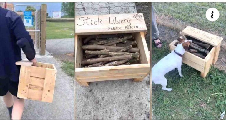 After Noticing Lack of Good Sticks At Park, Dad Turns Old Tree Branches into ‘Stick Library’ for Neighborhood Dogs