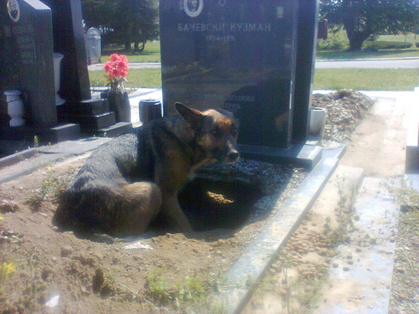 Dog refuses to leave grave – then a woman sneaks closer to find the truth