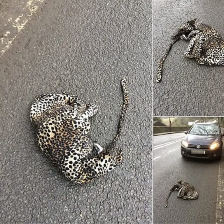 Man fears that injured leopard lays on the road so he pulls over