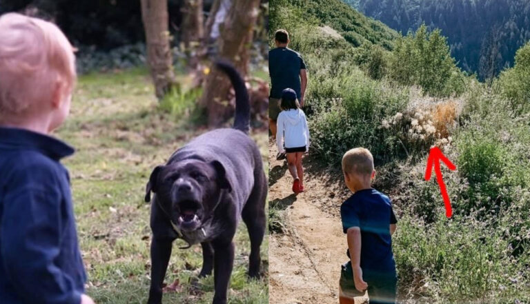 They were on a hike with their 5-year-old boy and their pit bull. Suddenly they saw the dog jump at full speed on the boy’s chest