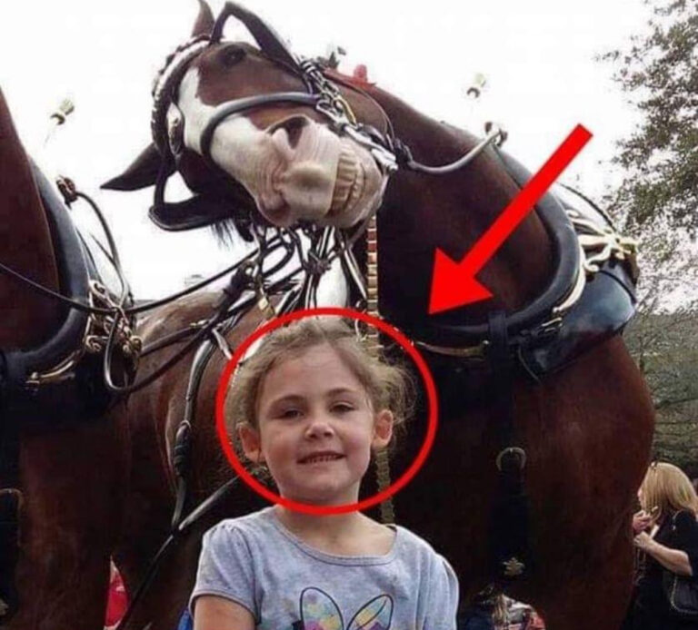 The father takes a picture of his daughter next to a horse. On closer inspection, he cannot believe what he sees!