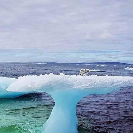 Fishermen notice a weird object caught on an iceberg.