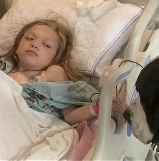 Giant dog approaches hospitalized girl