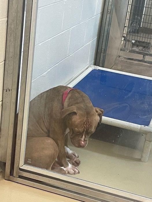 Heartbreaking photo shows shelter pit bull “losing hope” after adoptions fall through — still looking for a home