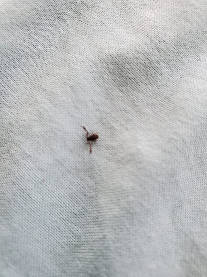 Actions To Take If You Find a Tick in Your Home