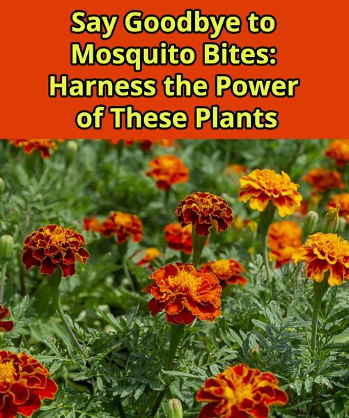 Six Plants That Naturally Defy Bugs