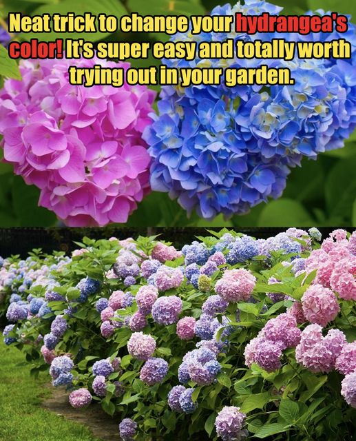 Tips For Changing The Colour Of A Hydrangea Plant