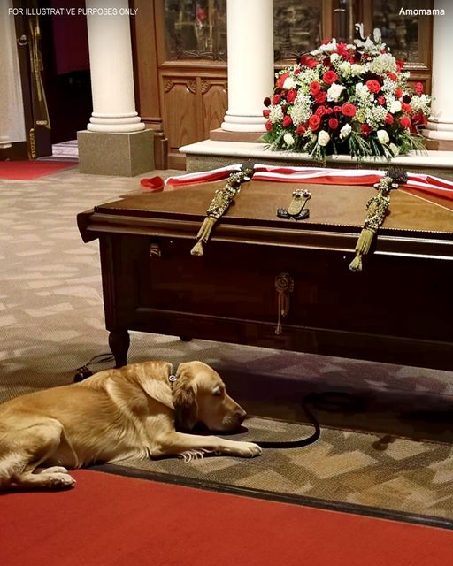 Dog Barks at Coffin during Funeral, Suspicious Son Opens It and Finds It Empty – Story of the Day