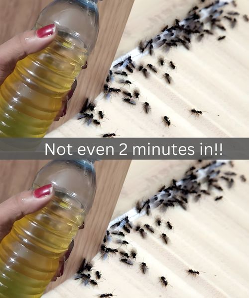 Here Are 8 Low-Cost, Simple Solutions To Get Rid Of Ants in Your Home