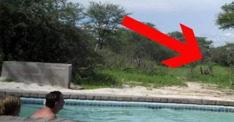 When an unexpected guest unexpectedly came up to the party, tourists were enjoying their hot summer day at the pool.