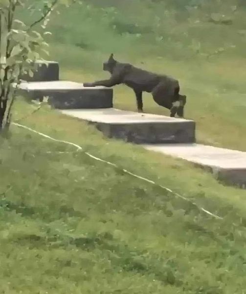 Black Canada Lynx caught on camera for the first time