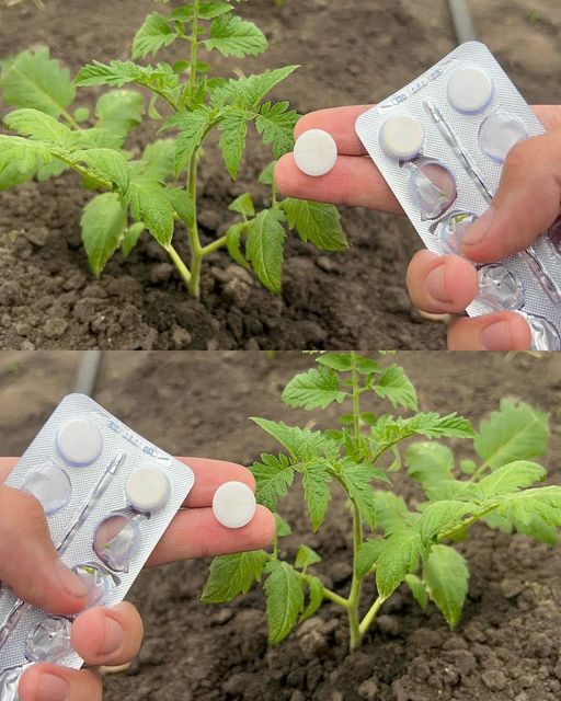 How to Grow Tomatoes in a Real Way