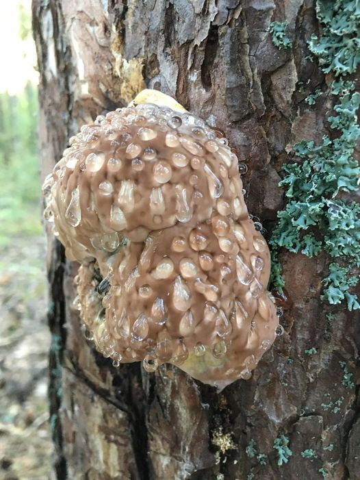 Found in forest in Sweden, about 1m from ground, roughly 20cm in size. Hard to the touch, but drips liquid when knocked