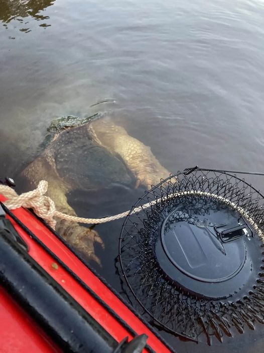 River ‘monster’ with enormous ‘bear-like’ claws terrifies mother and daughter