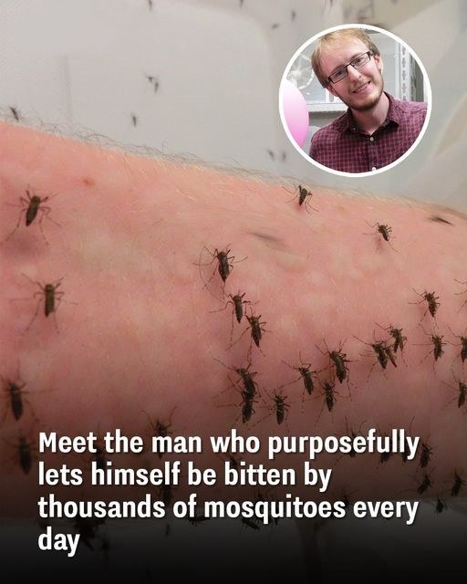 Meet the man who purposefully lets himself be bitten by thousands of mosquitoes every day