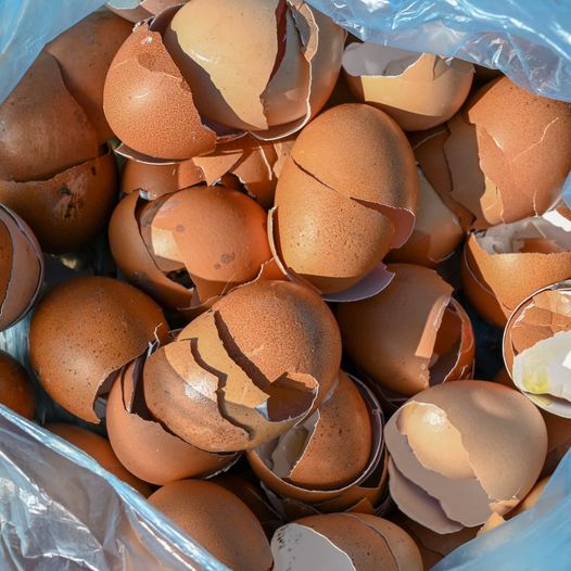 Don’t toss those eggshells! Here’s why you should keep them