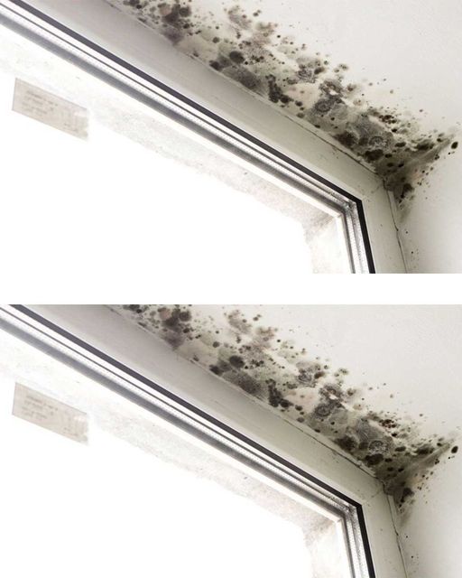 Use these creative ideas to get rid of mould on walls and moist areas naturally.