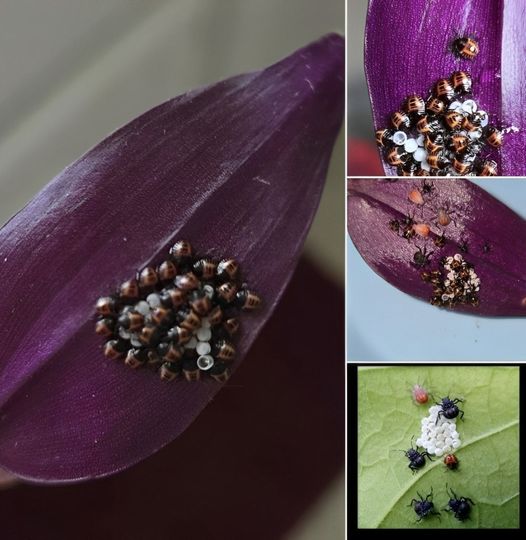 The Do-It-Yourself Fix to Help Keep Stink Bugs Out of Your House