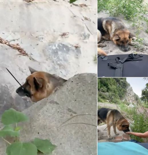 German shepherd was left to die in canyon with mouth zip-tied shut — hikers rescue him