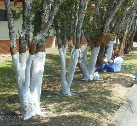 If You Spot White-Painted Trees, Here’s What It Means