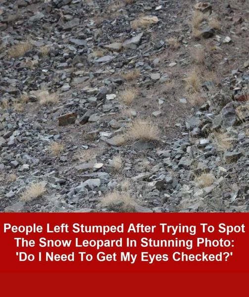 Nobody Can Spot The Snow Leopard Hiding In Plain Sight