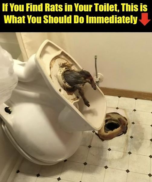 Rats in the Toilet: This is What You Should Do Immediately