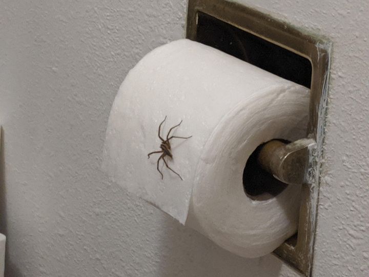 Easy Methods to Remove Spiders from Your Home