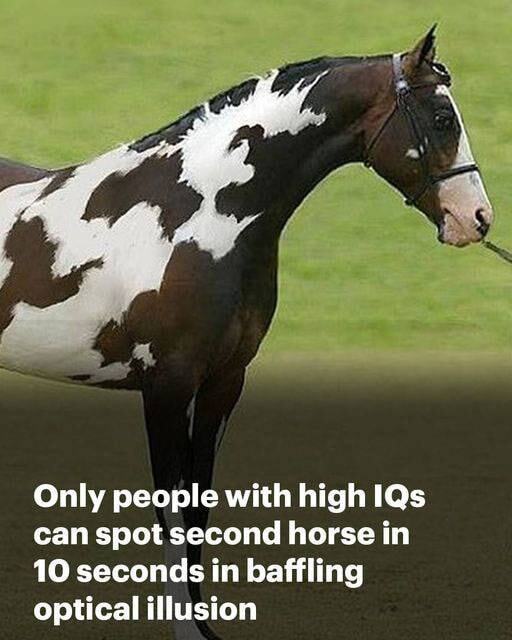 In this mind-boggling optical illusion, the second horse will only be visible to those with high IQs.