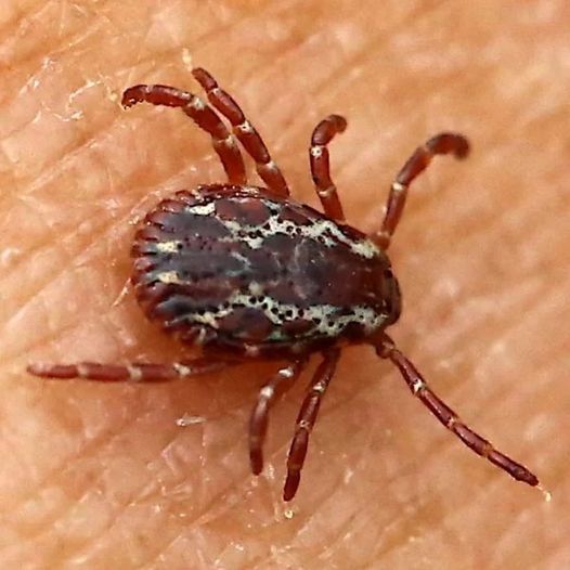 Steps to take when discovering tick inside your home