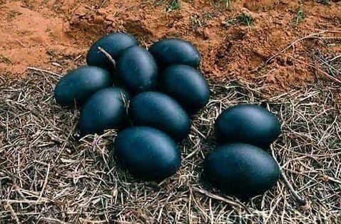 A farmer found black eggs and when THIS hatched he was seriously scared!