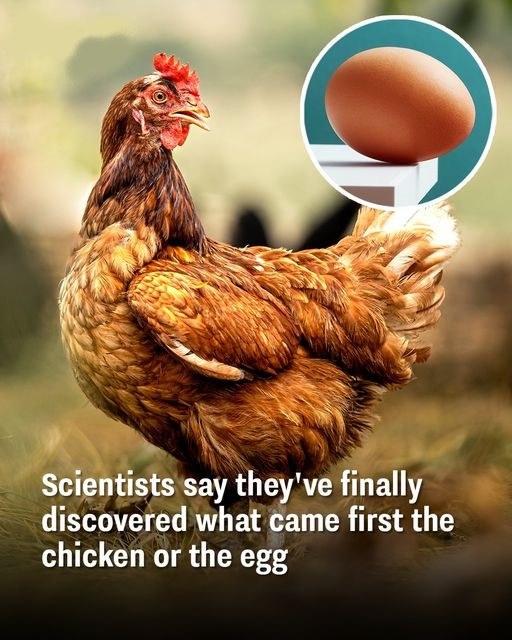 Scientists say they’ve finally discovered what came first the chicken or the egg