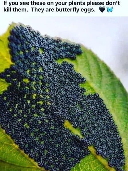 Beautiful Butterfly eggs “Nymphalis Antiopa”