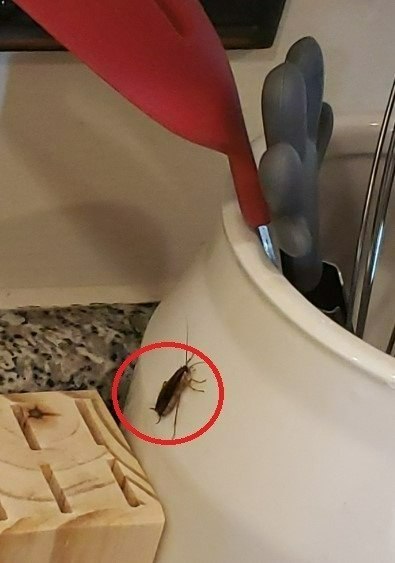 Get rid of cockroaches effortlessly.